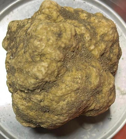 TARTUFO FRESCO DI STAGIONE DISPONIBILE  +39 333 8699164